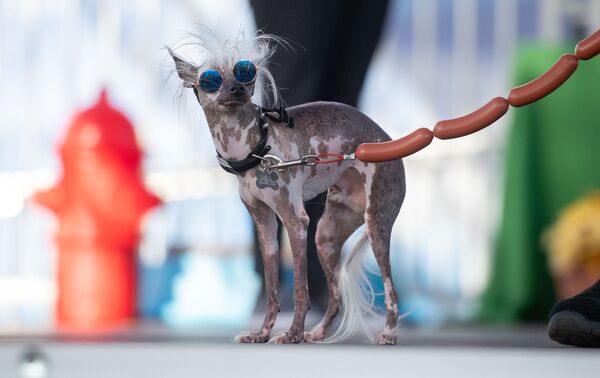 Собака по кличке Rascal Deux участвует в конкурсе Самая уродливая собака года, США - Sputnik Азербайджан
