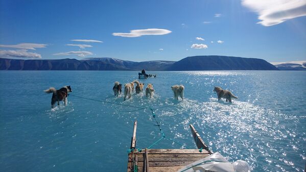 Ездовые собаки тянут сани по покрытому водой льду Гренландии - Sputnik Азербайджан