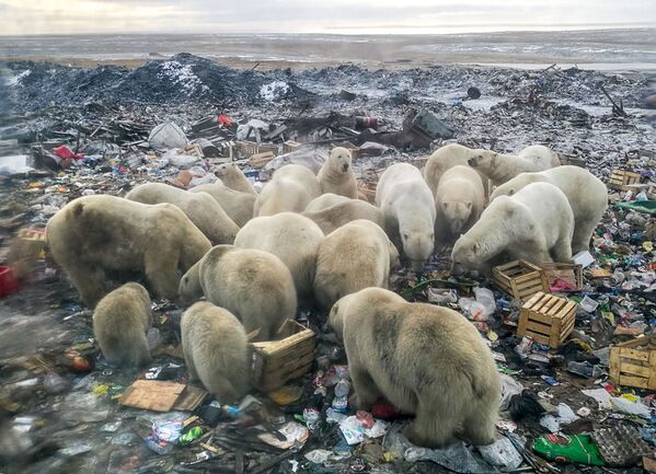 Белые медведи ищут еду на мусорной свалке недалеко от деревни Белушья Губа, архипелаг Новая Земля - Sputnik Азербайджан