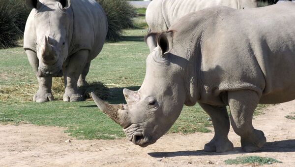 Белые носороги, фото из архива - Sputnik Азербайджан