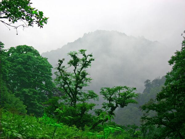Лес широколиственных пород деревьев в иранской провинции Гилан, Иран, включенный в список Всемирного наследия ЮНЕСКО - Sputnik Азербайджан