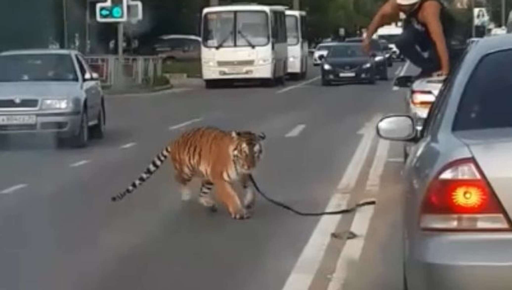 Сбежал тигр