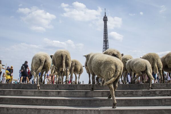 Овцы напротив Эйфелевой башни в Париже - Sputnik Азербайджан