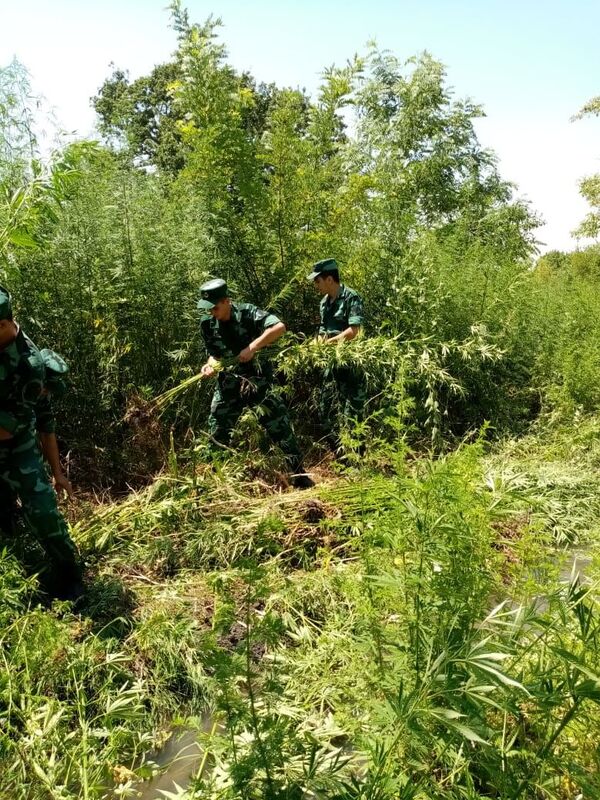Пограничники предотвратили контрабанду наркотиков и нашли конопляные кусты Пограничники предотвратили контрабанду наркотиков и нашли конопляные кусты - Sputnik Азербайджан