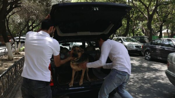 С уютом и комфортом: в Баку появилось такси для животных - Sputnik Азербайджан