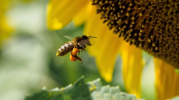 Пчела на цветке подсолнечника в Краснодарском крае - Sputnik Азербайджан