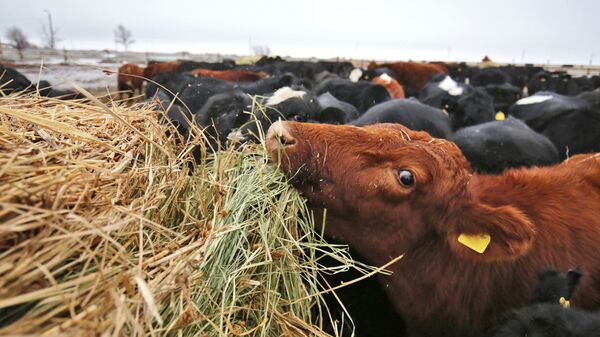 Корова фермерского хозяйства, фото из архива - Sputnik Азербайджан