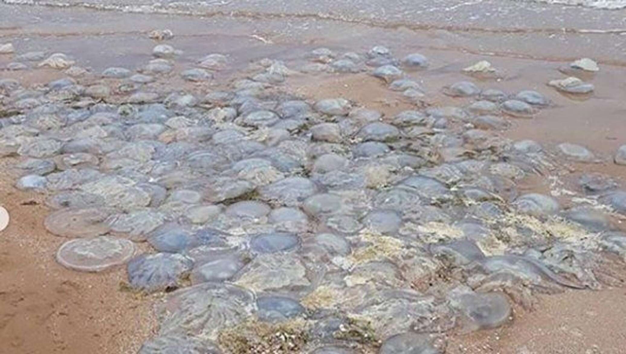 Медузы в азовском море