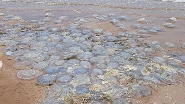 Медузы выбросило на берег. Азовское море - Sputnik Азербайджан