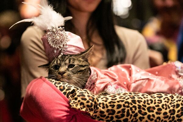 Высокая мода в Нью-Йорке: кошки вышли на дефиле в национальных костюмах - Sputnik Азербайджан