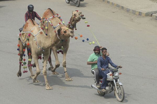Покупка верблюдов в честь праздника жертвоприношения Гурбан-байрам в Пакистане  - Sputnik Азербайджан