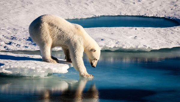 Арктический медведь, фото из архива - Sputnik Азербайджан