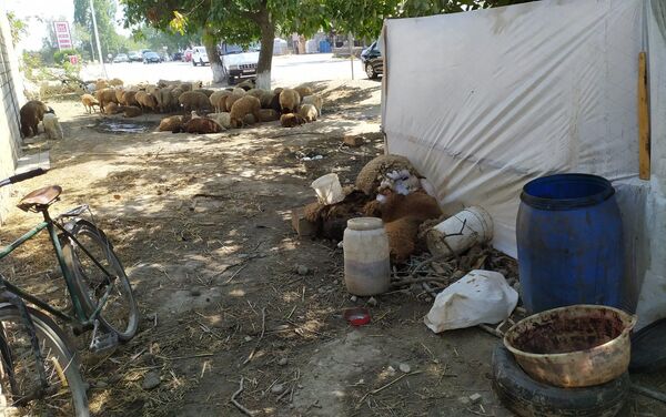Незаконные пункты забоя, раздела и продажи скота и мяса в Хачмазском районе - Sputnik Азербайджан