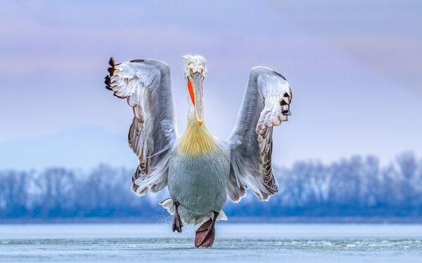 Главный снимок-победитель конкурса Bird Photographer of the Year 2019 - Sputnik Азербайджан
