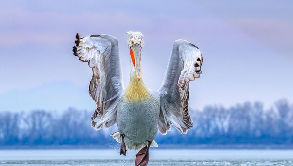 Главный снимок-победитель конкурса Bird Photographer of the Year 2019 - Sputnik Азербайджан