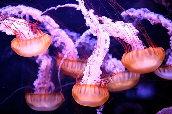 Медузы в парижском аквариуме - Sputnik Азербайджан