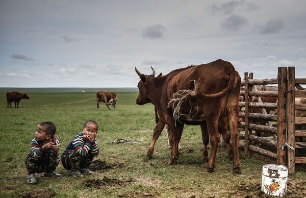 Дети возле пасущихся коров, Монголия - Sputnik Азербайджан