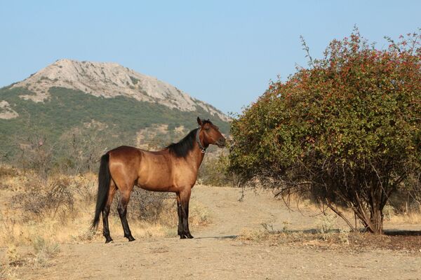 Лошадь пасется в окрестностях горного заповедника Кара-Даг в Крыму - Sputnik Азербайджан