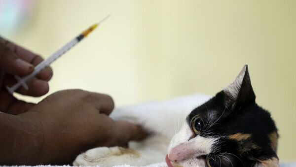 Вакцинация животных, фото из архива - Sputnik Азербайджан