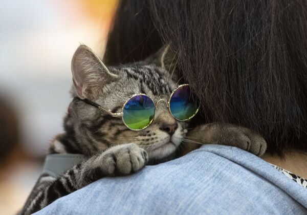 Кот в очках на Pet Expo Championship в Бангкоке  - Sputnik Азербайджан