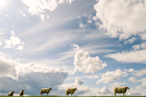 Стадо овец под облаками в Германии - Sputnik Азербайджан