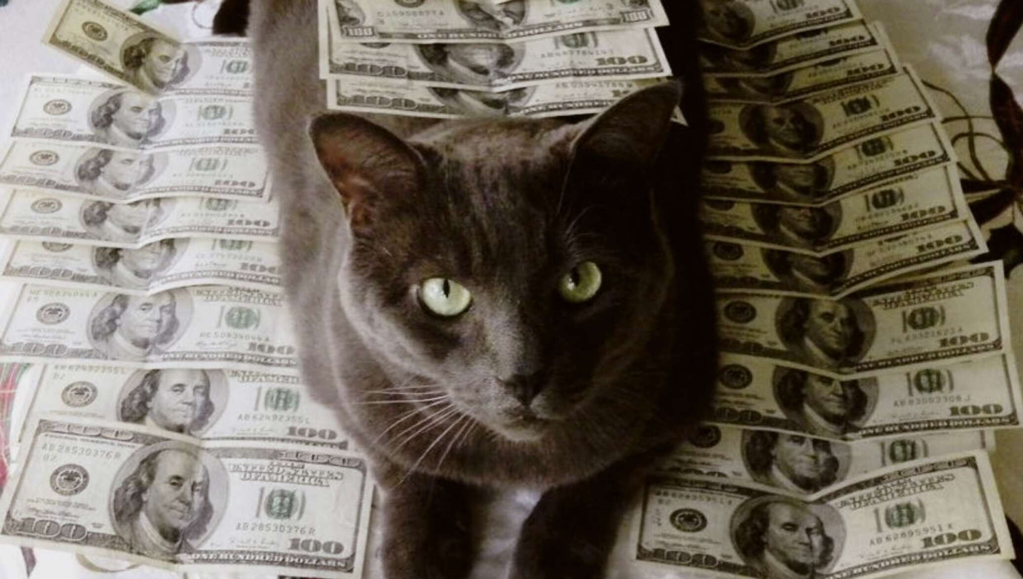 Котик с деньгами