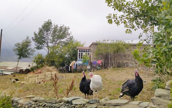 Основным родом занятий местных жителей в селе Хыналыг является животноводство. Козы, коровы, лошади и куры служат практически единственным источником существования и пропитания - Sputnik Азербайджан