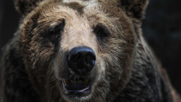 Бурый медведь, фото из архива - Sputnik Азербайджан