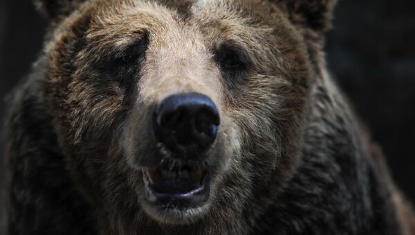 Бурый медведь, фото из архива - Sputnik Азербайджан