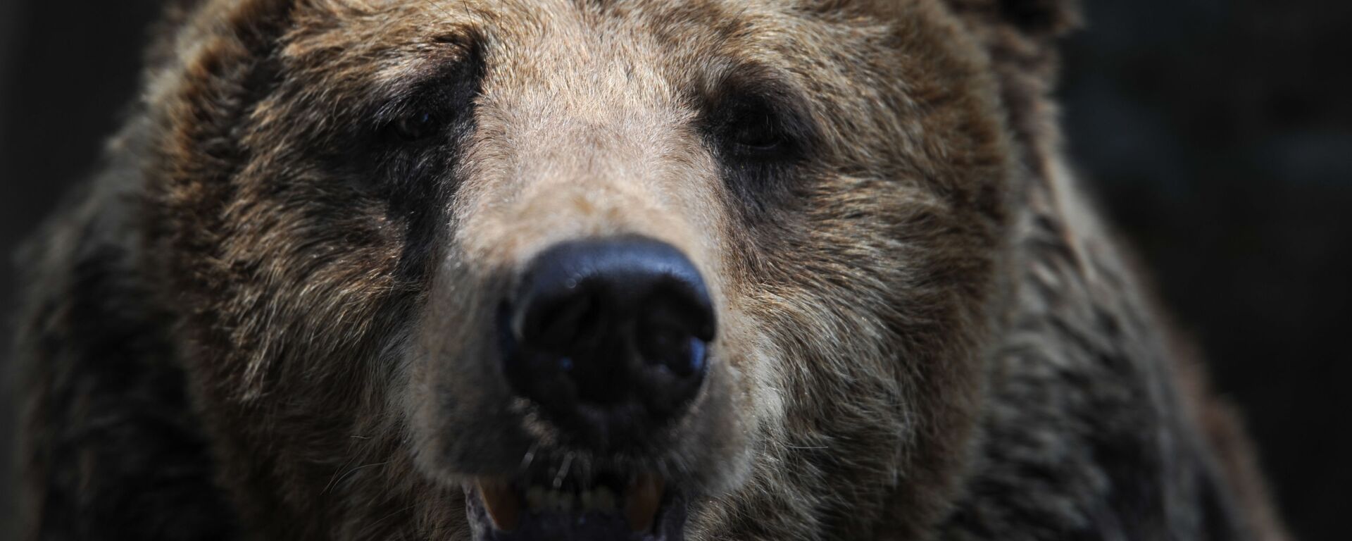 Бурый медведь, фото из архива - Sputnik Азербайджан, 1920, 03.03.2023
