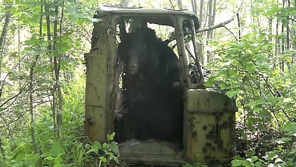 Медведь и компания: звери-водители из Приморского края - Sputnik Азербайджан
