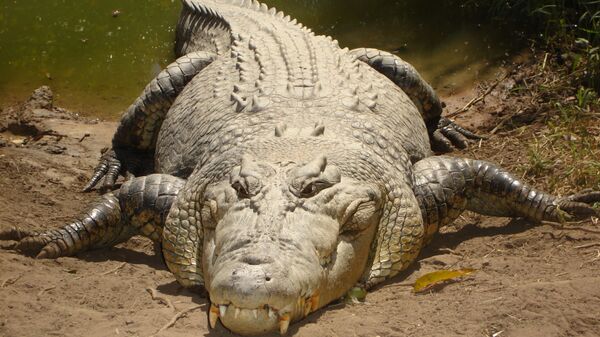 Крокодил - Sputnik Азербайджан