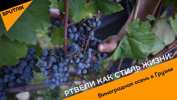 Ртвели как стиль жизни: виноградная осень в Грузии - Sputnik Азербайджан