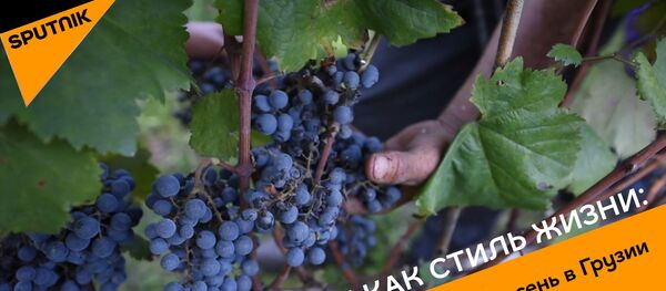 Ртвели как стиль жизни: виноградная осень в Грузии Ртвели как стиль жизни: виноградная осень в Грузии - Sputnik Азербайджан