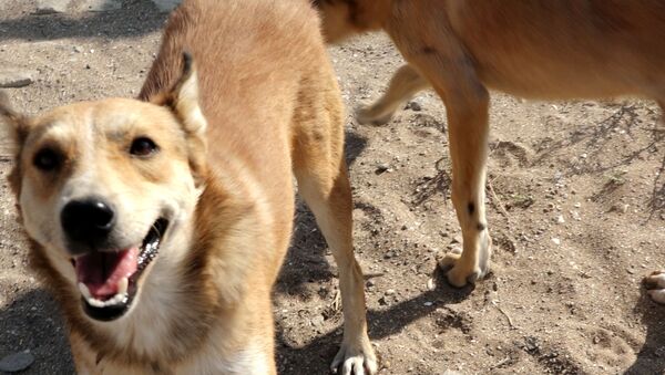 Спасти живые души: как помогают бездомным собакам в Баку - видео - Sputnik Азербайджан