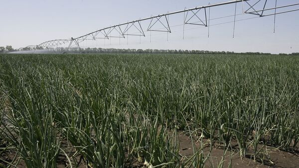 Орошение луковых полей, фото из архива - Sputnik Азербайджан