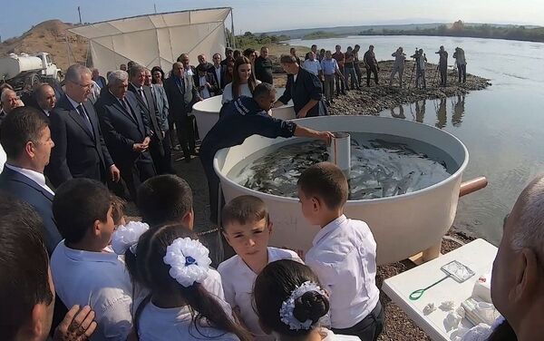 В реку Кура запустили рыбу - Sputnik Азербайджан