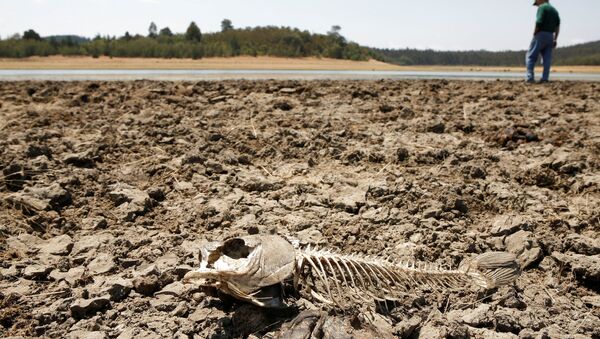 Скелет рыбы на высохшем озере, фото из архива - Sputnik Азербайджан