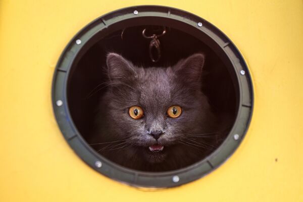 Кошка в круглом окне - Sputnik Азербайджан