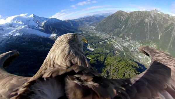 Орлан-белохвост, оснащенный камерой 360, пролетает над ледниками и горами в Шамони, Франция - Sputnik Азербайджан