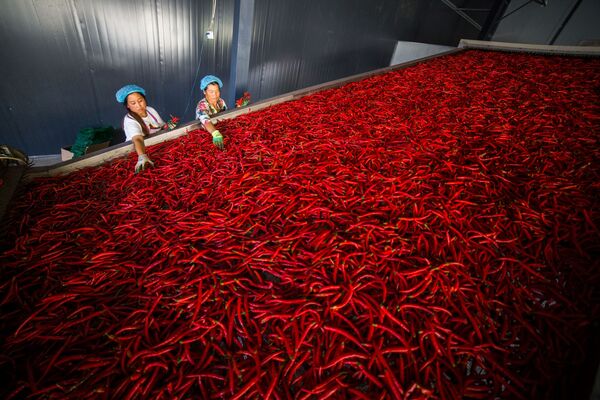 Работники сортируют перец чили, провинция Гуйчжоу, Китай - Sputnik Азербайджан