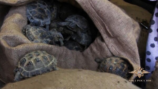 Полиция спасла четыре тысячи черепах - видео - Sputnik Азербайджан