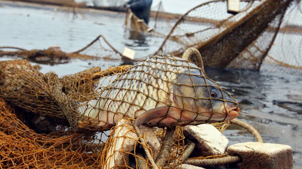 Улов рыбы, фото из архива - Sputnik Азербайджан