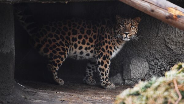 Леопард, фото из архива - Sputnik Азербайджан