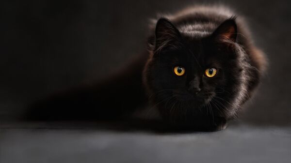 Черная кошка - Sputnik Азербайджан
