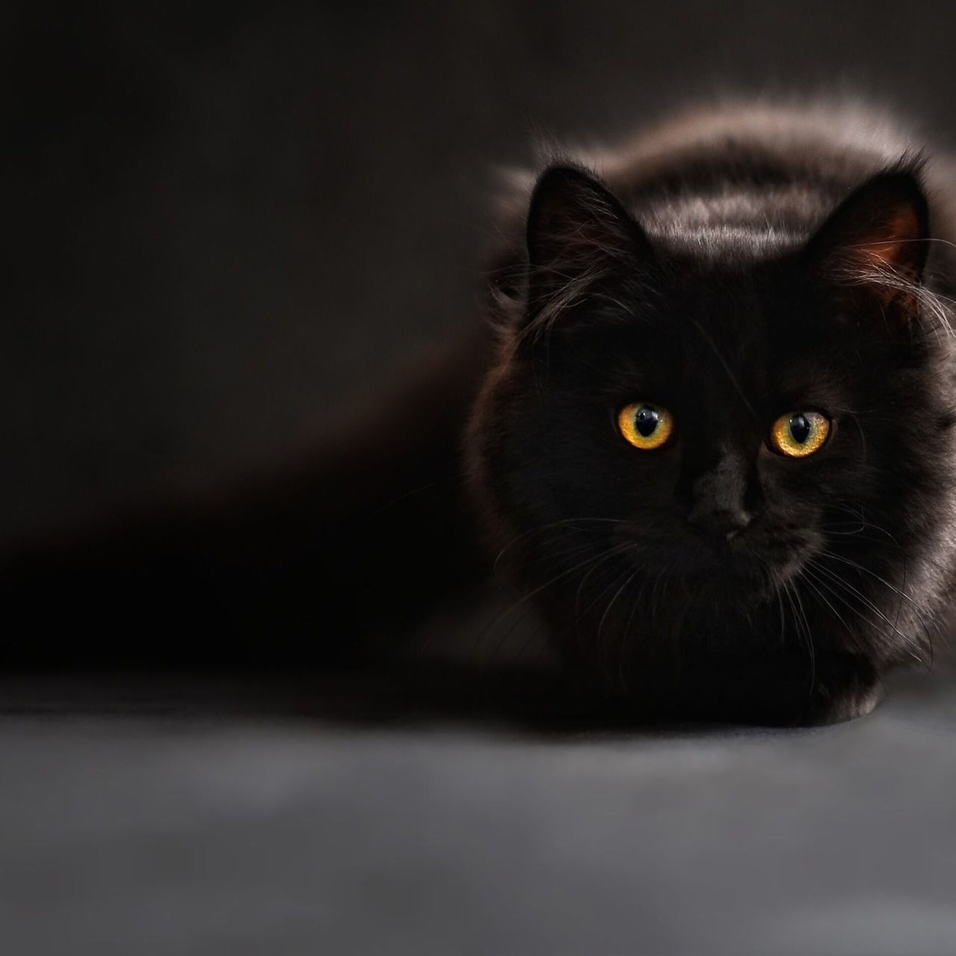 А вы знали, что у черных котов есть волшебный ген здоровья? - 09.03.2023,  Sputnik Азербайджан