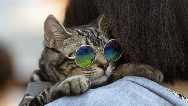 Кошка в очках, фото из архива - Sputnik Azərbaycan