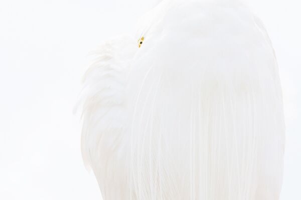 Снимок Great white egret немецкого фотографа Dr. Siegmar Bergfeld, победивший в категории BIRDS конкурса GDT European wildlife photographer of the year 2019 - Sputnik Азербайджан