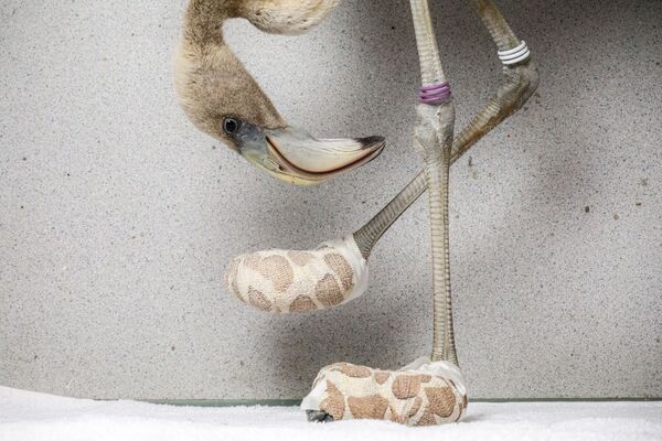 Снимок Flamingo socks голландского фотографа Jasper Doest, высоко оцененный в категории MAN AND NATURE конкурса GDT European wildlife photographer of the year 2019 - Sputnik Азербайджан