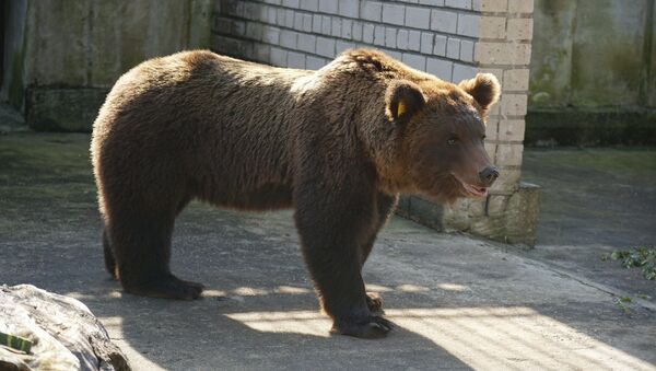 Эстония вернула медведя-хулигана Прошу в Россию - Sputnik Азербайджан